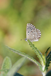 Pseudophilotes abencerragus (Lycaenidae)  - Azuré de la cléonie, Azuré de Pierret Nororma [Espagne] 06/05/2015 - 700m