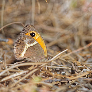 Pyronia bathseba (Nymphalidae)  - Ocellé rubané, Tityre, Titire Valle del Guadalhorce [Espagne] 07/05/2015 - 320m