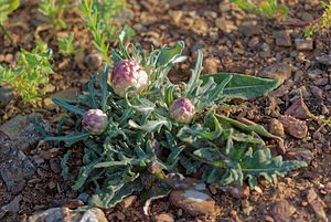Rhaponticum coniferum (Asteraceae)  - Rhapontic conifère, Pomme-de-pin, Leuzée conifère, Leuzée à cônes, Leuzée pomme-de-pin Antequera [Espagne] 06/05/2015 - 760m