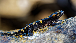 Salamandra salamandra (Salamandridae)  - Salamandre tachetée - Fire Salamander Sierra de Cadix [Espagne] 09/05/2015 - 870m