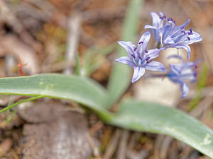 Scilla reverchonii (Asparagaceae)  - Jacinto de Cazorla Jaen [Espagne] 04/05/2015 - 1360m