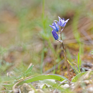 Scilla reverchonii (Asparagaceae)  - Jacinto de Cazorla Jaen [Espagne] 04/05/2015 - 1360m