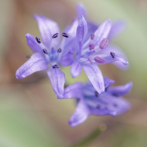 Scilla reverchonii (Asparagaceae)  - Jacinto de Cazorla Jaen [Espagne] 04/05/2015 - 1360m