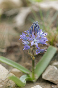 Scilla reverchonii (Asparagaceae)  - Jacinto de Cazorla Jaen [Espagne] 05/05/2015 - 1240m