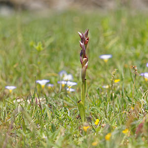 Serapias parviflora (Orchidaceae)  - Sérapias à petites fleurs - Small-flowered Tongue-orchid Sierra de Cadix [Espagne] 08/05/2015 - 800m