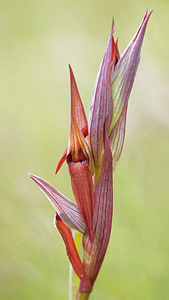 Serapias vomeracea (Orchidaceae)  - Sérapias en soc, Sérapias à labelle long, Sérapias à labelle allongé Pyrenees-Orientales [France] 02/05/2015 - 40m