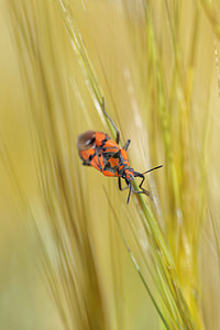 Spilostethus pandurus (Lygaeidae)  Antequera [Espagne] 06/05/2015 - 720m