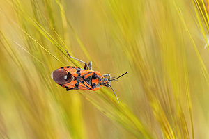 Spilostethus pandurus (Lygaeidae)  Antequera [Espagne] 06/05/2015 - 720m