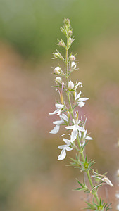 Teucrium pseudochamaepitys (Lamiaceae)  - Germandrée faux petit pin, Germandrée à allure de pin Valence [Espagne] 04/05/2015 - 450m
