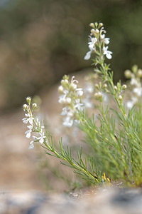 Teucrium pseudochamaepitys (Lamiaceae)  - Germandrée faux petit pin, Germandrée à allure de pin Valence [Espagne] 04/05/2015 - 450m