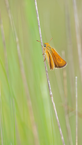 Thymelicus acteon (Hesperiidae)  - Hespérie du Chiendent, Hespérie Actéon, Actéon - Lulworth Skipper Pyrenees-Orientales [France] 02/05/2015 - 40m