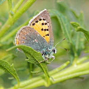 Tomares ballus (Lycaenidae)  - Faux-Cuivré smaragdin, Ballous Albacete [Espagne] 04/05/2015 - 450m