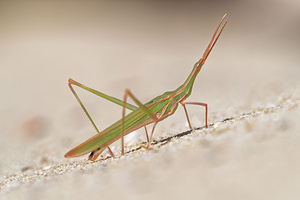 Truxalis nasuta (Acrididae)  El Condado [Espagne] 10/05/2015