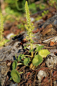 Umbilicus rupestris (Crassulaceae)  - Ombilic rupestre, Nombril-de-Vénus, Oreille-d'abbé, Ombilic des rochers - Navelwort Nororma [Espagne] 05/05/2015 - 610m