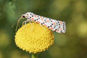 Utetheisa pulchella (Erebidae)  - Gentille, Ecaille du Myosotis - Crimson Speckled Bas-Ebre [Espagne] 03/05/2015