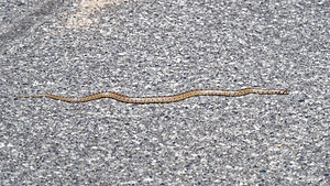 Zamenis scalaris (Colubridae)  - Couleuvre à échelons - Ladder Snake Comarca de Alhama [Espagne] 12/05/2015 - 1040m