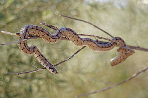 Zamenis scalaris (Colubridae)  - Couleuvre à échelons - Ladder Snake Comarca de Alhama [Espagne] 12/05/2015 - 1040m