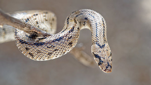 Zamenis scalaris (Colubridae)  - Couleuvre à échelons - Ladder Snake Comarca de Alhama [Espagne] 12/05/2015 - 1040m