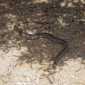 Zamenis scalaris (Colubridae)  - Couleuvre à échelons - Ladder Snake Comarca de Alhama [Espagne] 12/05/2015 - 1040m