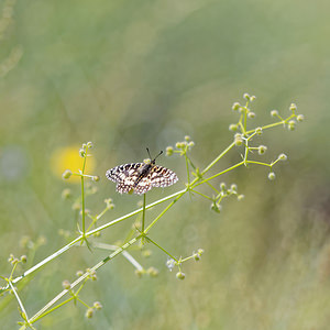 Zerynthia rumina (Papilionidae)  - Proserpine - Spanish Festoon Nororma [Espagne] 06/05/2015 - 620m