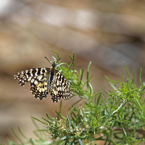 Zerynthia rumina (Papilionidae)  - Proserpine - Spanish Festoon Comarca de la Alpujarra Granadina [Espagne] 13/05/2015 - 1550m