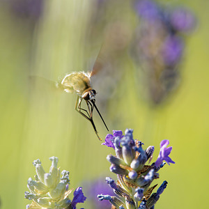 Bombylius cruciatus (Bombyliidae)  Sobrarbe [Espagne] 30/06/2015 - 1090m