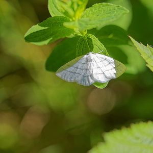 Cabera pusaria (Geometridae)  - Cabère virginale, Délicate - Common White Wave Hautes-Pyrenees [France] 28/06/2015 - 1320m