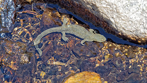 Calotriton asper (Salamandridae)  - Calotriton des Pyrénées, Euprocte des Pyrénées - Pyrenean Brook Newt Hautes-Pyrenees [France] 29/06/2015 - 2190m