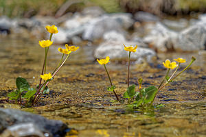 Caltha palustris (Ranunculaceae)  - Populage des marais, Sarbouillotte, Souci d'eau - Marsh-marigold Hautes-Pyrenees [France] 29/06/2015 - 2180m