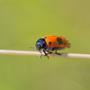 Clytra laeviuscula (Chrysomelidae)  - Clytre à grandes taches Lot [France] 27/06/2015 - 310m