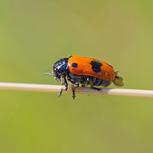 Clytra quadripunctata (Chrysomelidae)  - Clytre à petites taches Lot [France] 27/06/2015 - 310m