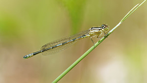 Coenagrion scitulum (Coenagrionidae)  - Agrion mignon - Dainty Damselfly Nord [France] 07/06/2015 - 50m