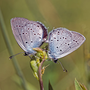 Cupido alcetas (Lycaenidae)  - Azuré de la Faucille, Argus rase-queue, Azuré frêle - Small Blue Lot [France] 27/06/2015 - 300m