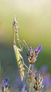 Empusa pennata (Empusidae)  - Empuse commune, Diablotin Sobrarbe [Espagne] 30/06/2015 - 1090m