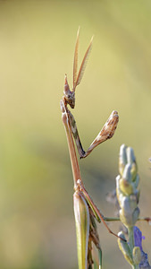 Empusa pennata (Empusidae)  - Empuse commune, Diablotin Sobrarbe [Espagne] 30/06/2015 - 1090m