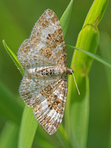 Epirrhoe rivata (Geometridae)  - Mélanippe claire - Wood Carpet Nord [France] 07/06/2015 - 50m