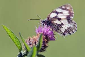 Melanargia galathea (Nymphalidae)  - Demi-Deuil, Échiquier, Échiquier commun, Arge galathée Lot [France] 27/06/2015 - 270m