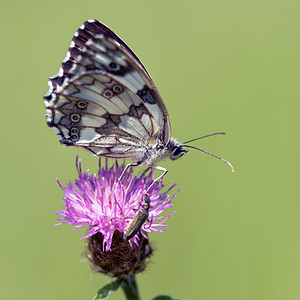 Melanargia galathea (Nymphalidae)  - Demi-Deuil, Échiquier, Échiquier commun, Arge galathée Lot [France] 27/06/2015 - 260m