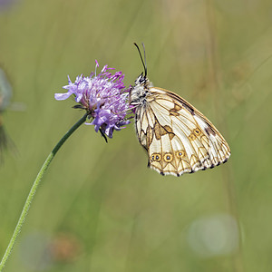 Melanargia galathea Demi-Deuil, Échiquier, Échiquier commun, Arge galathée