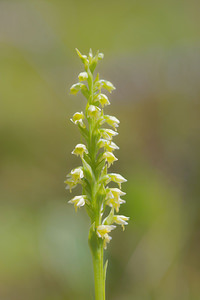 Neotinea maculata (Orchidaceae)  - Néotinée maculée, Orchis maculé - Dense-flowered Orchid Hautes-Pyrenees [France] 29/06/2015 - 2080m