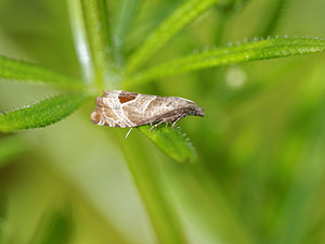 Notocelia uddmanniana (Tortricidae)  Nord [France] 07/06/2015 - 50m