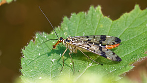 Panorpa vulgaris (Panorpidae)  Nord [France] 07/06/2015 - 50m