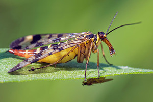 Panorpa vulgaris (Panorpidae)  Lot [France] 27/06/2015 - 280m