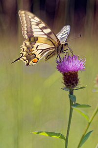 Papilio machaon (Papilionidae)  - Machaon, Grand Porte-Queue Lot [France] 27/06/2015 - 280m