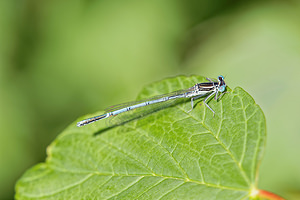 Platycnemis pennipes (Platycnemididae)  - Agrion à larges pattes, Pennipatte bleuâtre - White-legged Damselfly, Blue featherleg Nord [France] 06/06/2015 - 50m