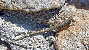 Podarcis muralis (Lacertidae)  - Lézard des murailles - Common Wall Lizard Hautes-Pyrenees [France] 29/06/2015 - 2130m