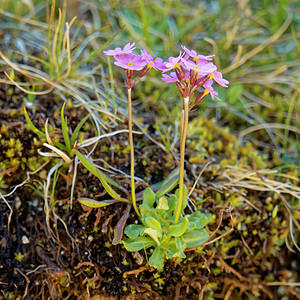 Primula farinosa (Primulaceae)  - Primevère farineuse - Bird's-eye Primrose Hautes-Pyrenees [France] 29/06/2015 - 2190m