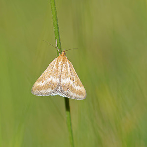 Pyrausta aerealis Pyrauste olivacée commune