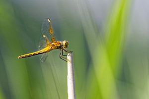 Sympetrum flaveolum (Libellulidae)  - Sympétrum jaune d'or - Yellow-winged Darter Sobrarbe [Espagne] 30/06/2015 - 1150m