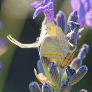 Thomisus onustus (Thomisidae)  - Thomise replet Sobrarbe [Espagne] 30/06/2015 - 1090m